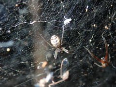 Prosoponoides sinense