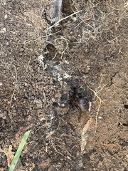 Hadronyche venenata