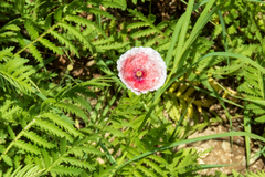 Papaver