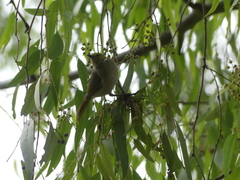 Ptilotula penicillata