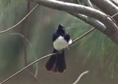 Rhipidura leucophrys