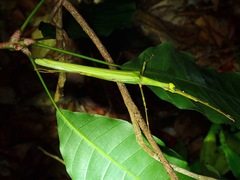 Marmessoidea rosea