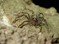 Heteropoda amphora