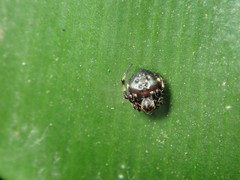 Eriovixia hainanensis