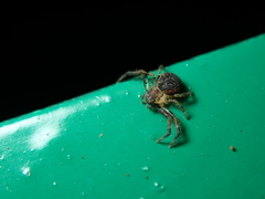 Pycnaxis