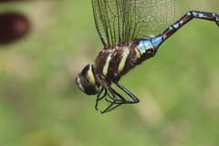 Zosteraeschna minuscula
