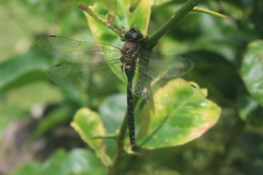 Zosteraeschna minuscula