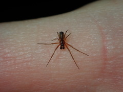 Prosoponoides sinense