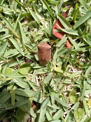 Basicryptus costalis