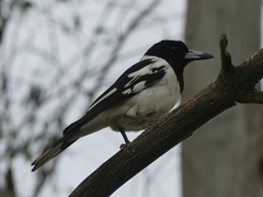 Cracticus nigrogularis