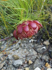 Protea pityphylla