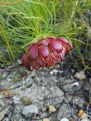 Protea pityphylla
