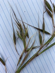 Themeda avenacea