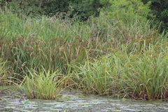 Cyperus latifolius