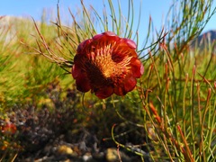 Protea pityphylla