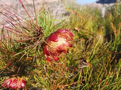 Protea pityphylla