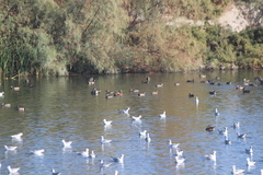 Spatula clypeata × cyanoptera