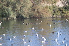 Spatula clypeata × cyanoptera