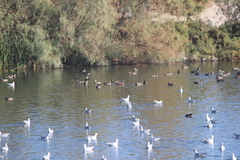 Spatula clypeata × cyanoptera