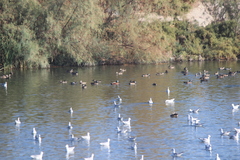 Spatula clypeata × cyanoptera