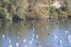 Spatula clypeata × cyanoptera