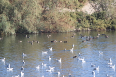 Spatula clypeata × cyanoptera