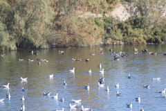 Spatula clypeata × cyanoptera