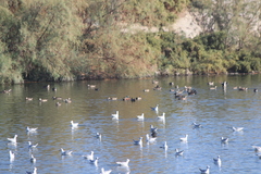 Spatula clypeata × cyanoptera