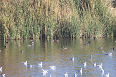 Spatula clypeata × cyanoptera