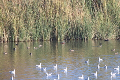 Spatula clypeata × cyanoptera