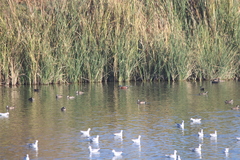 Spatula clypeata × cyanoptera