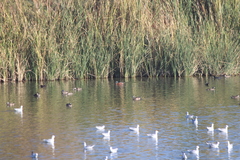 Spatula clypeata × cyanoptera