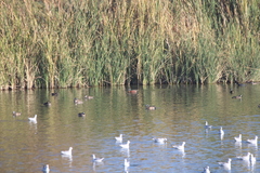 Spatula clypeata × cyanoptera