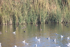 Spatula clypeata × cyanoptera