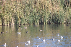 Spatula clypeata × cyanoptera