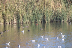 Spatula clypeata × cyanoptera