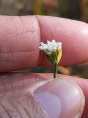 Lachnaea funicaulis