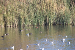 Spatula clypeata × cyanoptera