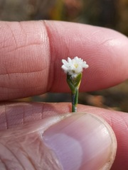 Lachnaea funicaulis