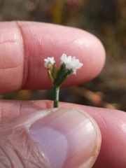 Lachnaea funicaulis