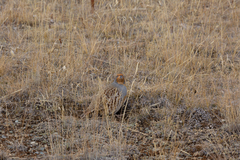 Perdix dauurica