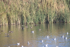 Spatula clypeata × cyanoptera