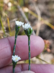 Lachnaea funicaulis