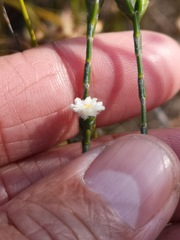 Lachnaea funicaulis