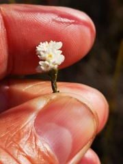Lachnaea funicaulis