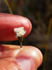 Lachnaea funicaulis