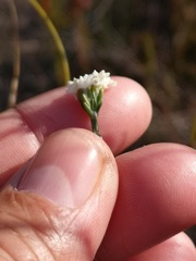 Lachnaea funicaulis