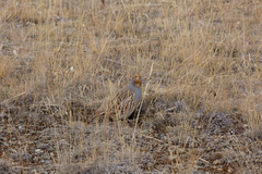 Perdix dauurica