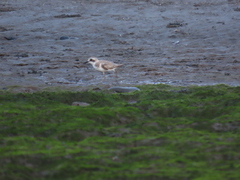 Charadrius leschenaultii