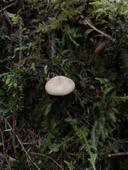 Lactarius pallescens